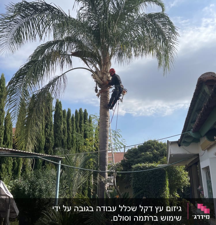 במהלך עבודת הגיזום